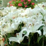 Ľalia ázijská (Lilium asiatic) ´CANOVA´ - 1 cibuľka v kvetináči, kont. C2L (biela)